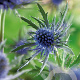 Eryngium planum GM P9