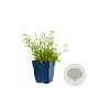 Gypsophila repens 'Alba' GM  P11