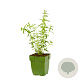Hyssopus officinalis GM  P11