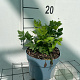 Osmunda regalis GM 2,0L
