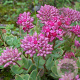 Sedum ewersii GM P9