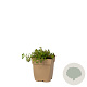 Thymus pulegioides GM  P11