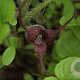 Asarum caudatum GM P9