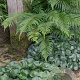 Asarum europaeum GM P9