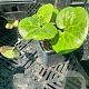 Asarum europaeum GM P9