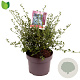 Ceanothus impressus 'Victoria' 30-40 cm 5,0L