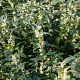 Sarcococca ruscifolia GM C5