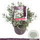 Convolvulus cneorum GM C5