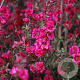 Leptospermum scoparium 'Red Damask' GM C5