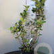 Amelanchier spicata 125-150 cm 7,5L overjarig