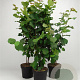 Corylus avellana 80-100 cm 7,5L