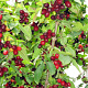 Cornus mas 60-80 cm 7,5L