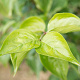 Cornus mas 60-80 cm 7,5L