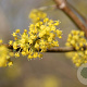 Cornus mas 60-80 cm 7,5L