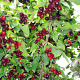 Cornus mas 60-80 cm 7,5L