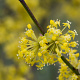 Cornus mas 60-80 cm 7,5L