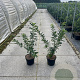 Euonymus europaeus 60-80 cm 7,5L