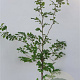 Fagus sylvatica 125-150 cm 12L