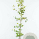 Fagus sylvatica 150-175 cm 7,5L