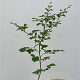 Fagus sylvatica 80-100 cm 5,0L