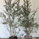 Hippophae rhamnoides 100-125 cm 7,5L
