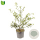Ilex aquifolium 40-60 cm 7,5L