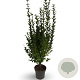 Ligustrum ovalifolium 100-125 cm 12L