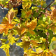 Physocarpus op. Little Leena 15-20 cm 2,0L