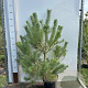 Pinus sylvestris 80-100 cm 7,5L