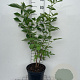 Sambucus nigra 80-100 cm 7,5L