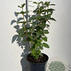 Viburnum lantana 60-80 cm 7,5L