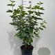 Viburnum opulus 80-100 cm 7,5L