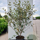 Viburnum burkwoodii 125-150 cm 20L