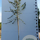 Acer campestre 10-12 HO container