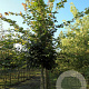 Acer campestre 12-14 HO draadkluit