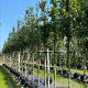 Acer campestre 14-16 HO container