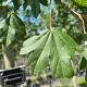 Acer campestre 14-16 HO container