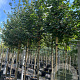 Acer campestre 14-16 HO container