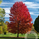 Acer freemanii Autumn Blaze 12-14 HO container