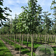 Acer platanoides 12-14 HO draadkluit 3 X verplant