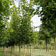 Acer platanoides 12-14 HO volle grond