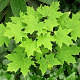 Acer platanoides 16-18 HO container