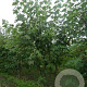 Acer saccharinum 10-12 HO container
