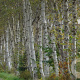 Betula pendula 200-250 cm container solitair