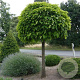 Catalpa bignonioides 'Nana' 10-12 HO container 225 cm stam