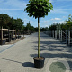 Catalpa bignonioides 'Nana' 16-18 HO container 225 cm stam