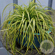 Carex oshim. Evercolor Eversheen 20-25 cm 2,0L