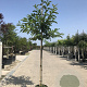 Castanea sativa 14-16 HO container