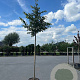Celtis australis 8-10 HO container