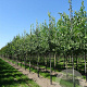 Celtis australis 8-10 HO container geveerd